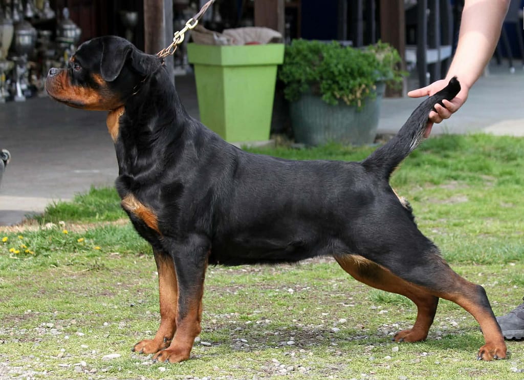 European Rottweiler European Working Rottweilers | Vom Heater Haus