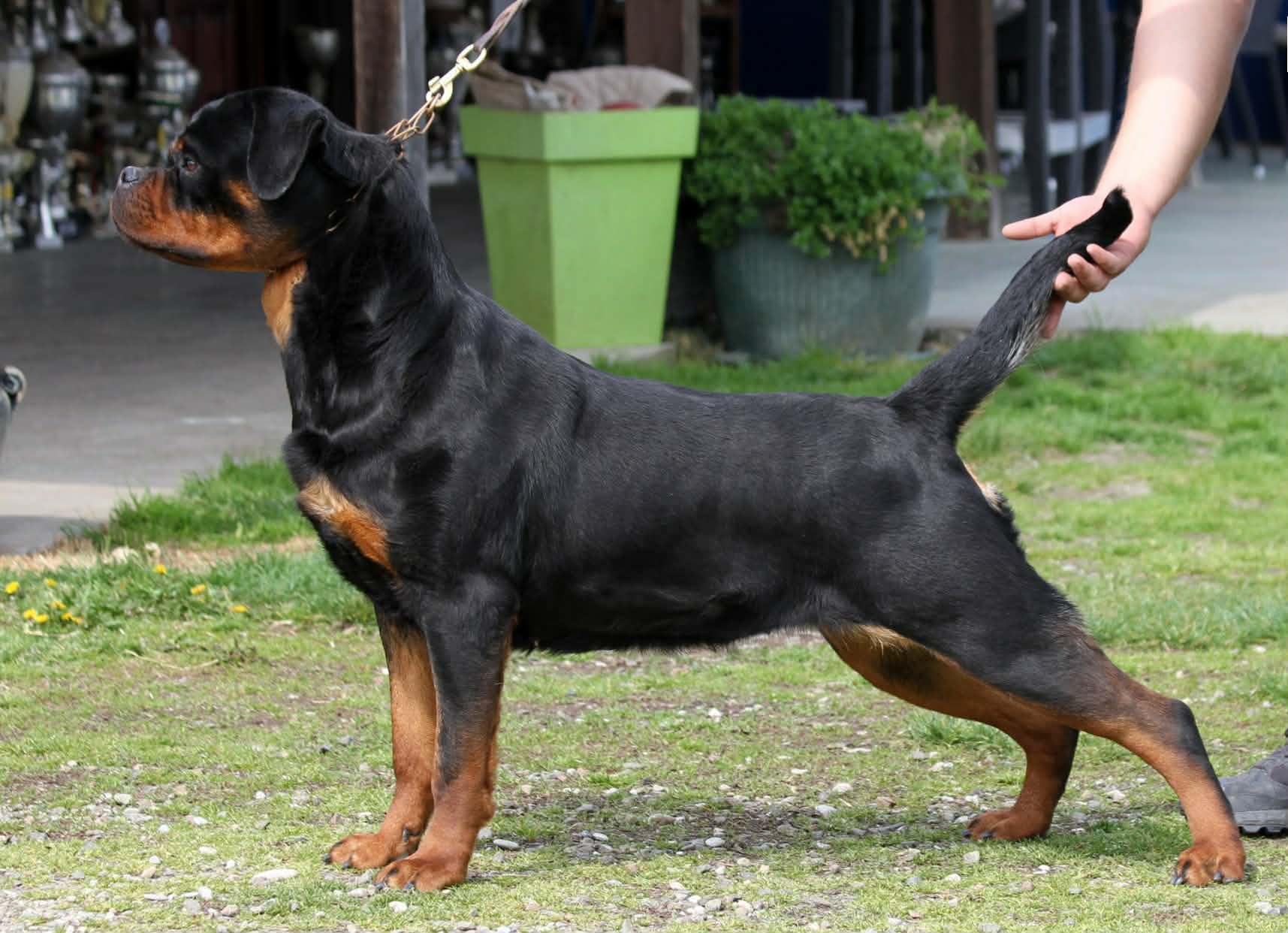 European Working Rottweilers | Vom Heater Haus